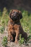 BRIARD 262